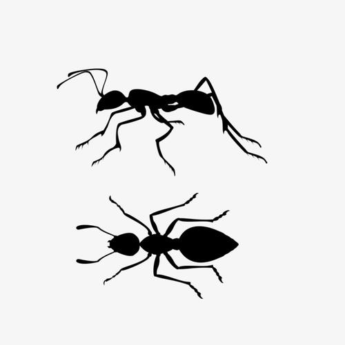 手绘蚂蚁