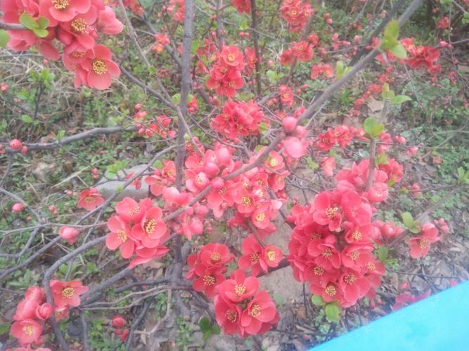 郑州花园路北段有一片漂亮的贴梗海棠花