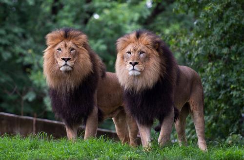 这是7月24日在美国华盛顿国家动物园拍摄的狮子.
