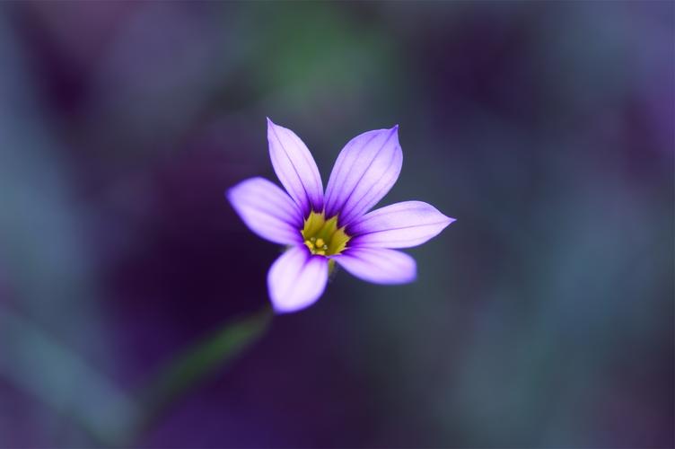 自然植物花卉艺术设计摄影宏紫色的花朵flowersmacropurpleflowers