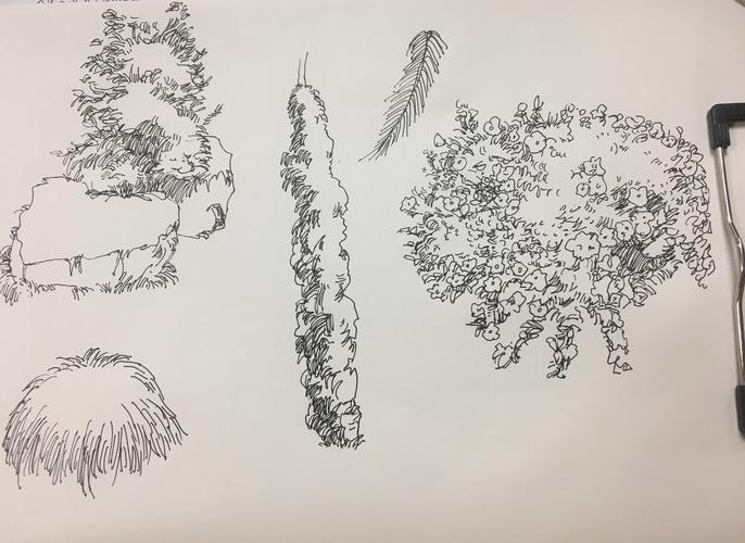 钢笔画小练习|植物