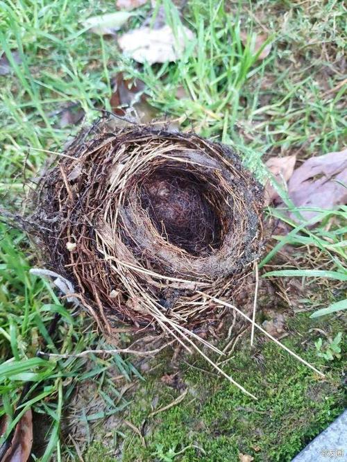 为什么喜鹊窝不怕风吹雨淋它们的秘密藏在筑巢之中