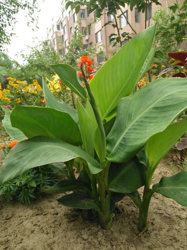 美人蕉花形很大叶片开阔不仅美观而且净化空气是园艺中的佼佼者.