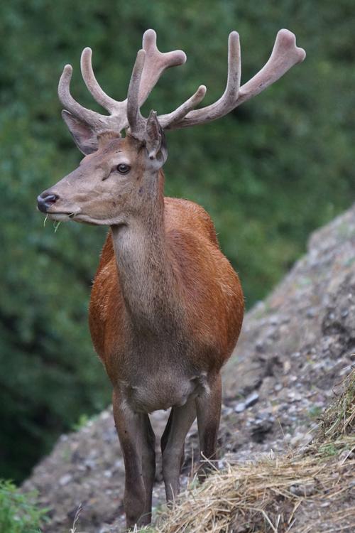 最佳猎物之红鹿图片野生动物鹿红鹿