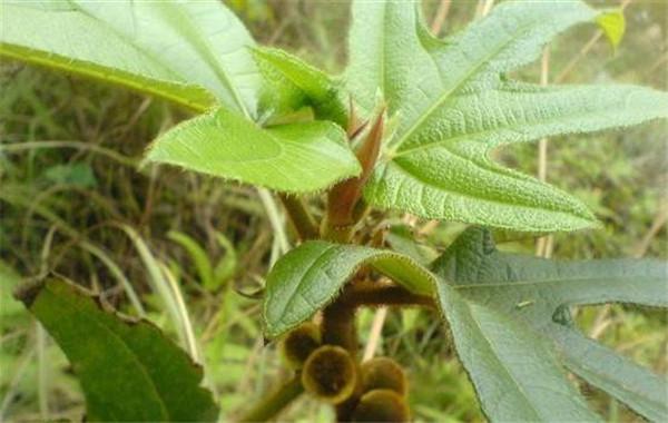 五指毛桃为桑科植物粗叶榕的根五指毛桃的功效与作用