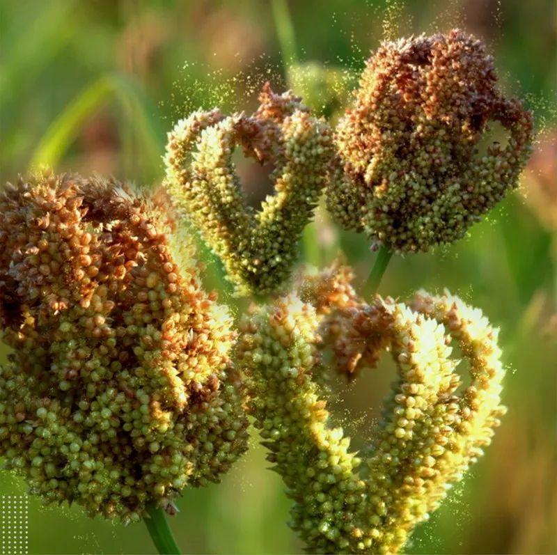习水红稗您有一则来自农耕时代的天然营养秘方待查收