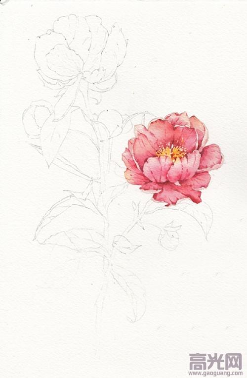 水彩花卉上色详细步骤简单易懂的牡丹花画法教程