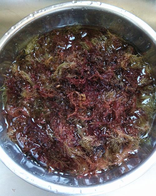 青岛特产海藻海石花干货必备食品红色石花菜1斤装特价一件起批