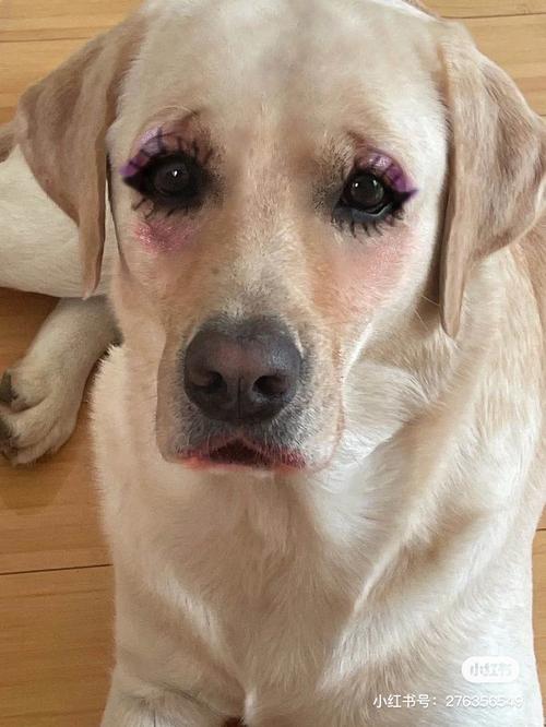 网友给狗子化的妆绝了你想给你家狗子化妆吗