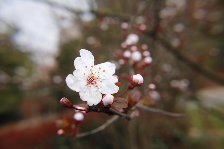 唯美好看的白色樱花图片鲜花樱花花朵花卉