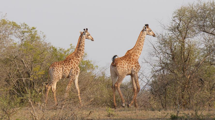 1758是长颈鹿科长颈鹿属的一种生长在非洲的反刍偶蹄动物