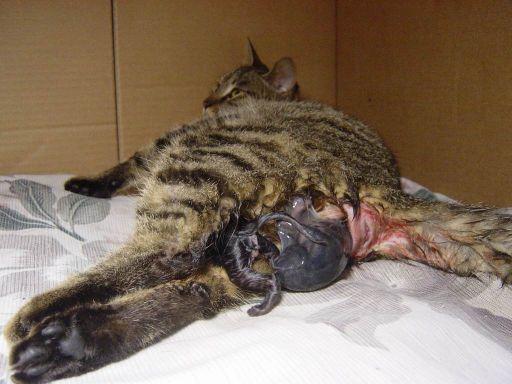 猫猫分娩全过程组图