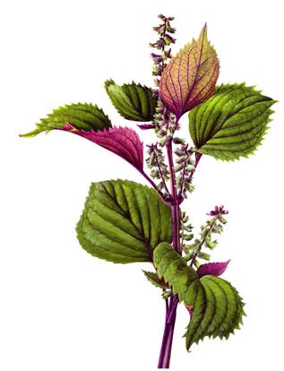 紫苏植物