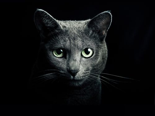 黑猫绿眼睛黑色的背景
