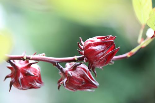 洛神花植物中的红宝石