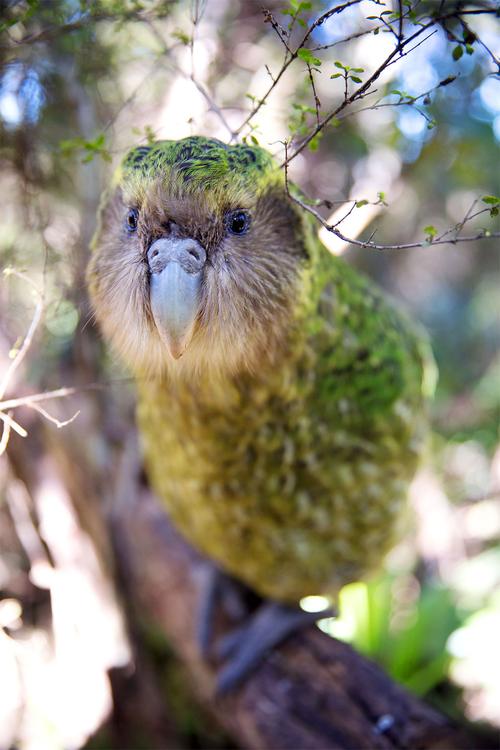 分享绝美的新西兰动植物摄影照片