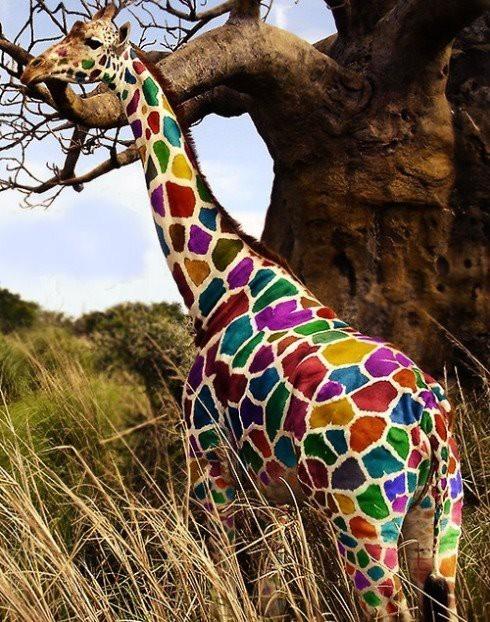 彩色动物长颈鹿可爱萌彩色的长颈鹿.