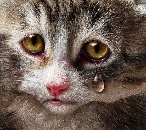 动物虐待和宠物的残忍和疏忽与一只悲伤的哭泣的小猫猫看着绝望的眼泪