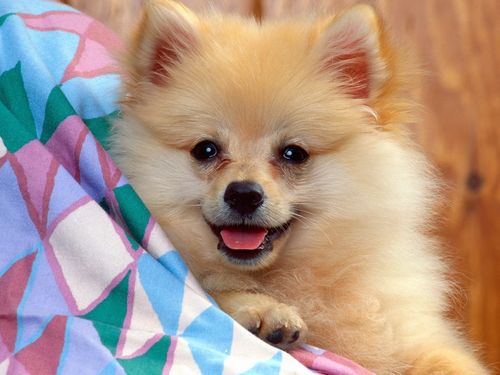 精选超萌可爱的狗狗动物图片大全分享