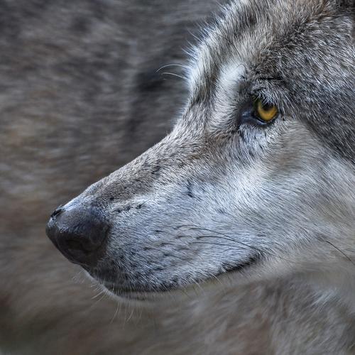 野狼头部特写图片野生动物狼野狼