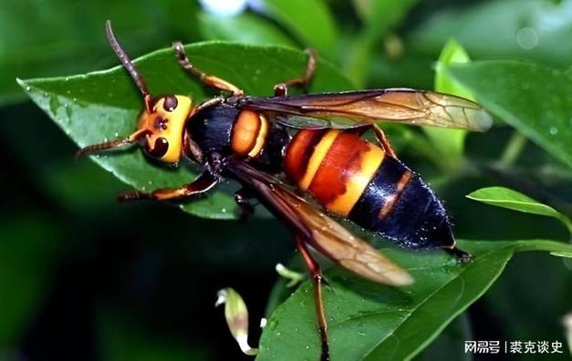 2014年云南山村发现一种大型胡蜂可以轻易刺穿防蜂服