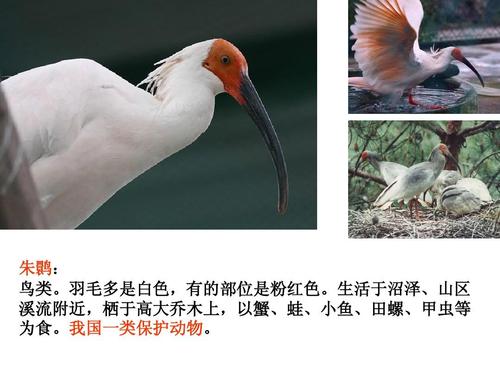 中国珍稀动植物的分布