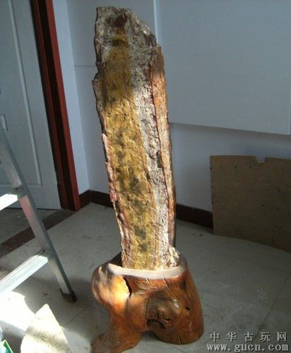 珍贵的松树化石5206