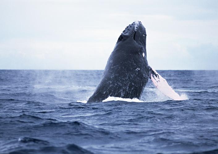 鲸鱼图片其他动物鲸鱼