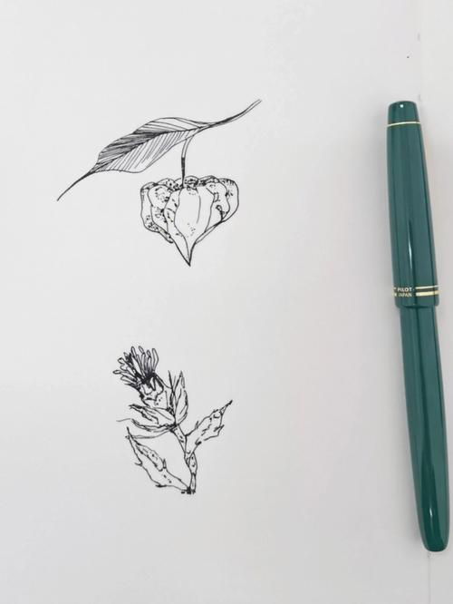 钢笔画植物