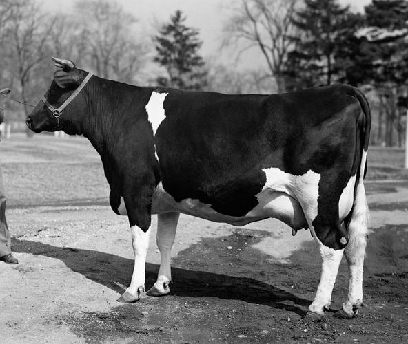 p黑白花牛是体型最大分布最广产奶量最高的奶牛品种.
