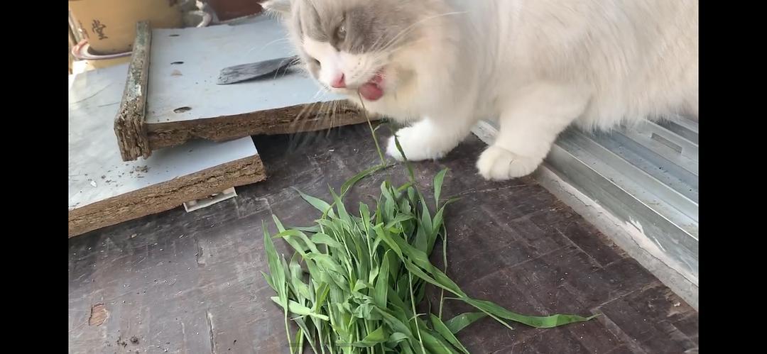 讨论猫看见草大口吃比看见肉还激动