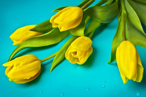 花朵郁金香黄色郁金香植物花卉黄色郁金香图片
