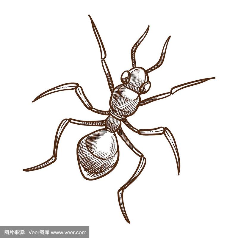 蚂蚁昆虫俯视图手绘草图