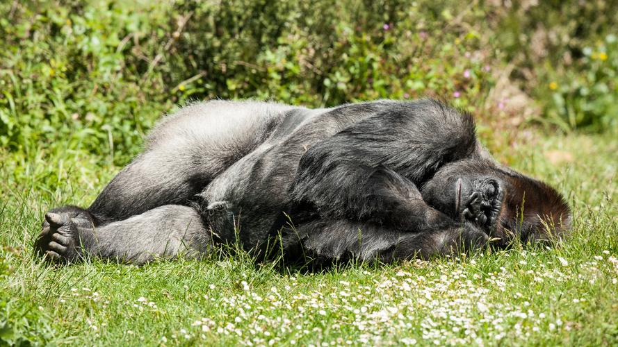 000051人评分所属分类动物与鸟猩猩标签大猩猩睡眠原图分辨率