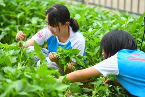 7月1日长沙市雨花区梅怡岭小学的孩子们在校园的蔬菜种植园中采摘