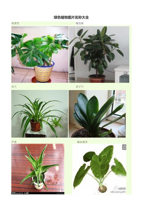 植物图片与名称