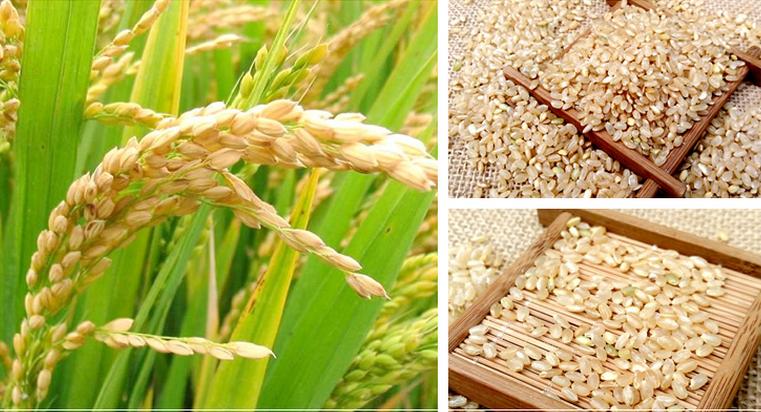 东北农家糙米新米玄米大米粗粮五谷杂粮500克5斤包邮