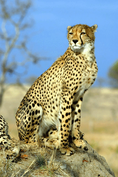 非洲猎豹1