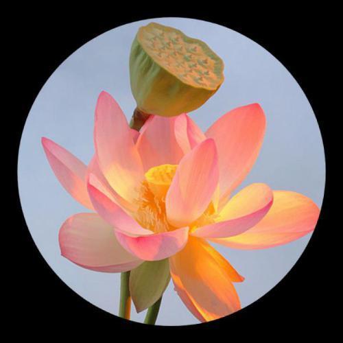 最适合微信头像的图片超美的花朵组图16p