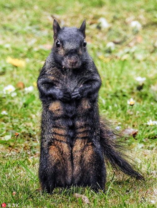 英国黑松鼠不惧镜头秀八块腹肌看我健美的身材