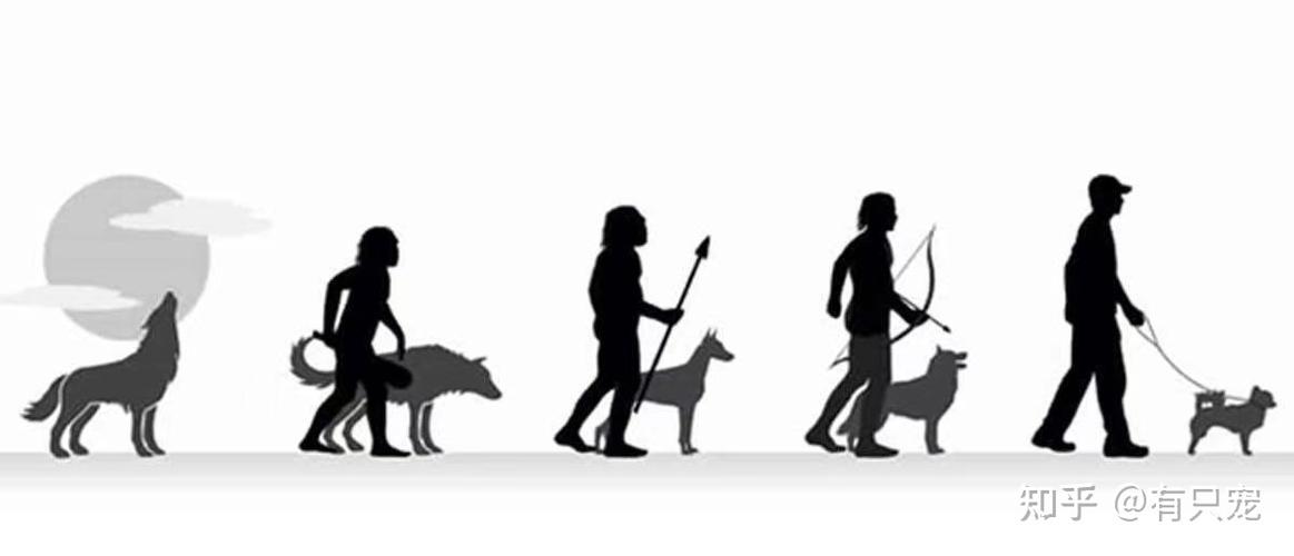 跟上带你了解狗狗的进化史