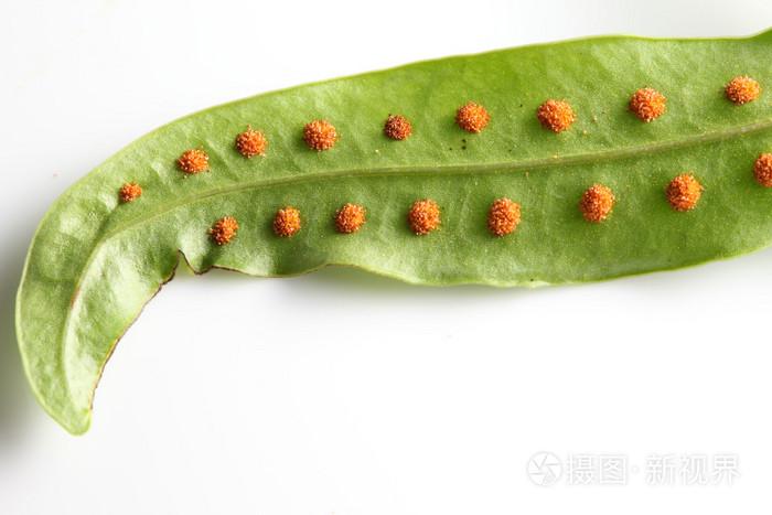 蕨类植物孢子