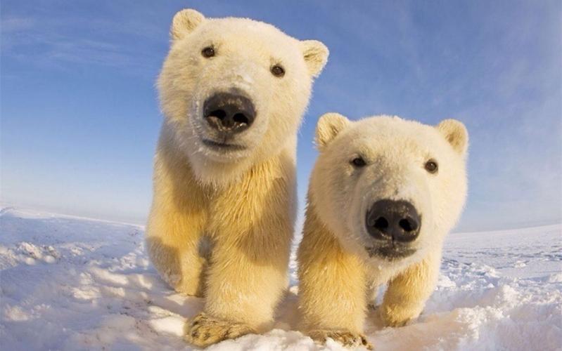 为什么北极熊不怕冷的故事
