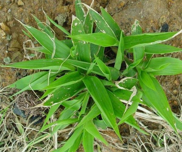 竹叶草曾是常见野生植物之一在我国的分布极广其
