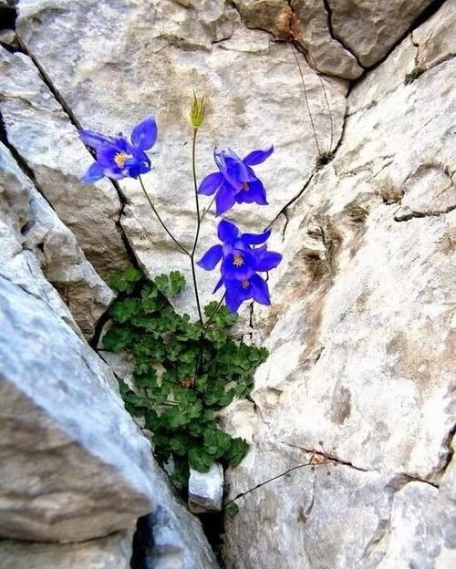 悬崖上的花