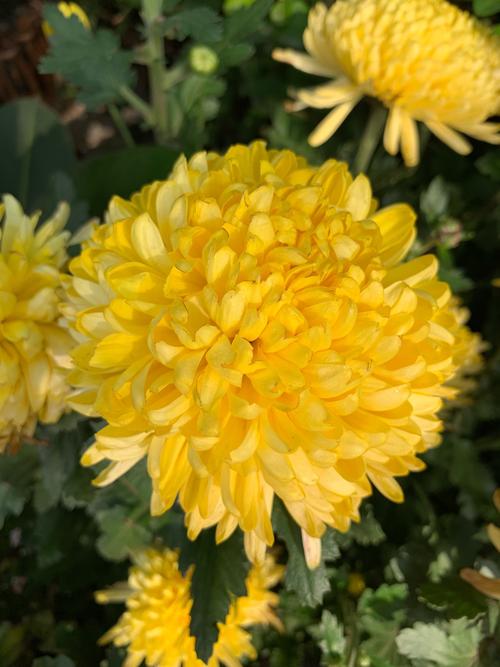 一路的鲜花种类繁多多属菊花最多最艳丽最有名的是金丝菊开的