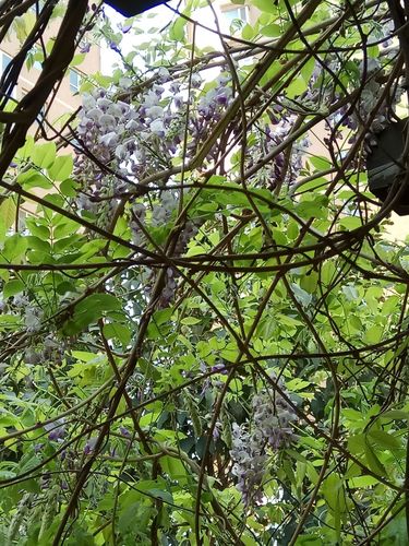 紫藤又叫藤萝朱藤.是一种落叶攀援缠绕性藤本植物.