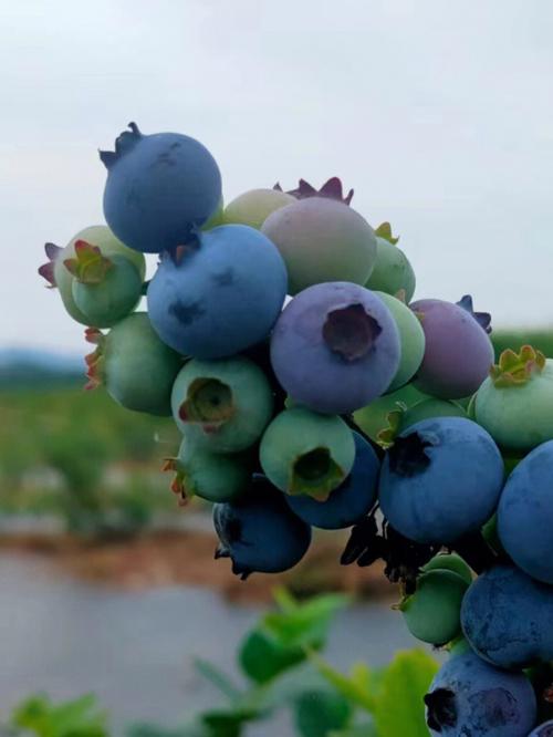 一些蓝莓品种介绍