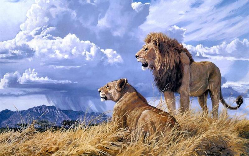 动物猫狮子绘画艺术风景大自然野生动物非洲草食肉动物夫妇爱天空云雨