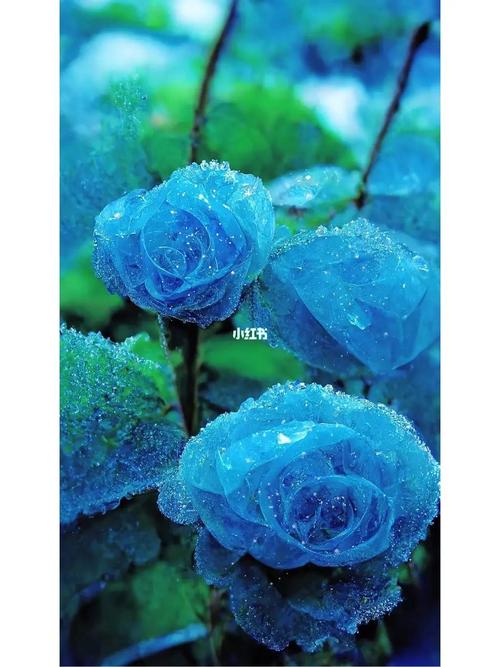 有一种玫瑰叫碎冰蓝它的花语是在爱你的每一天之所以有这样的花语